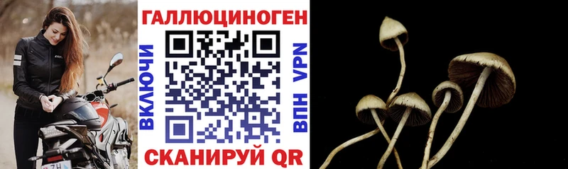 Галлюциногенные грибы Psilocybe  hydra ТОР  Пыталово 